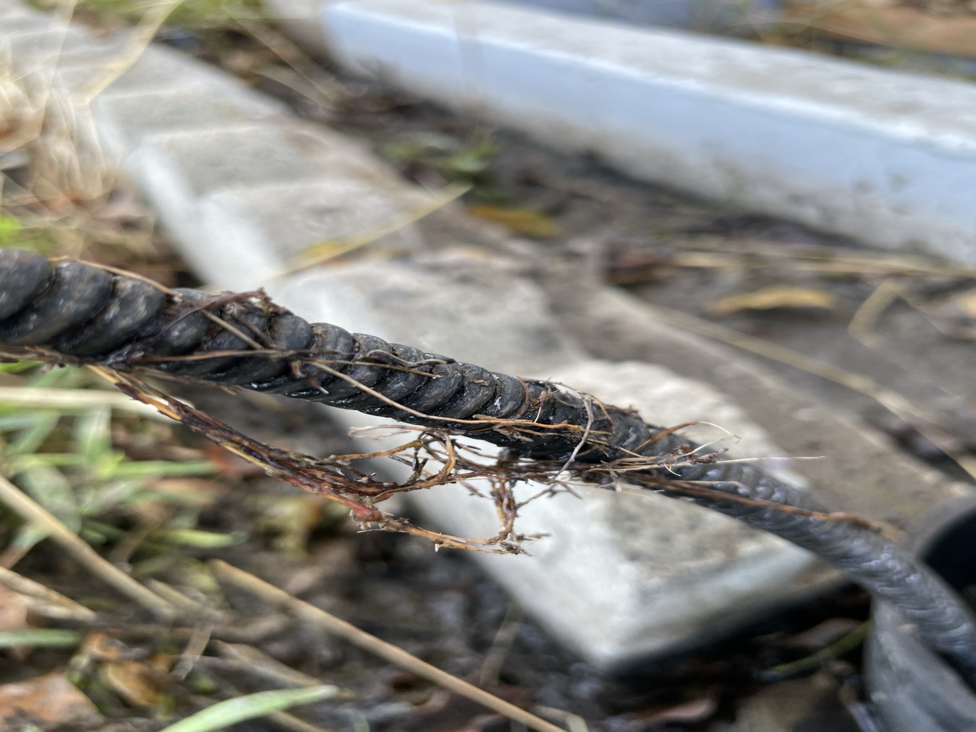 Sewer cable with heavy root intrusion recovered from a main line